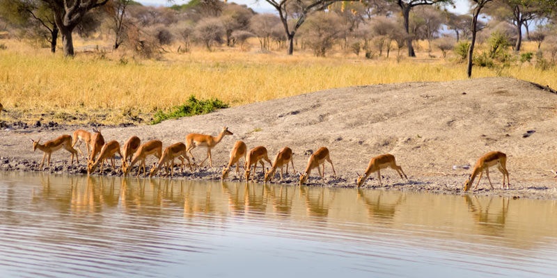 Kenya Tanzania safari tour