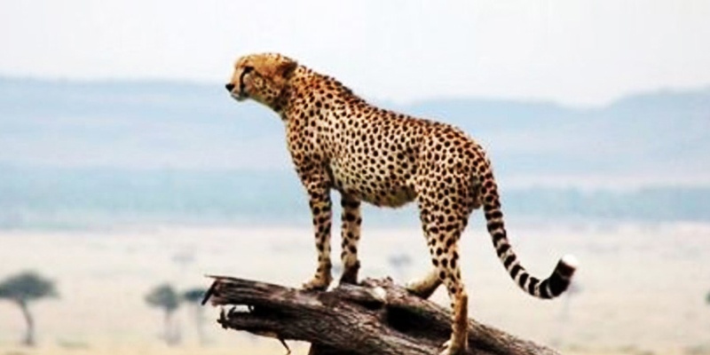 Africa safaris and beach holiday packages