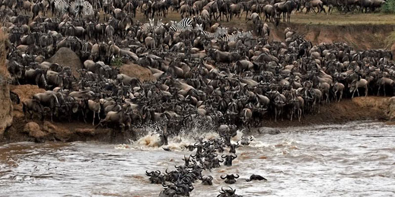 wildebeest migration safari