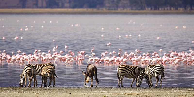 Kenya Tanzania safari