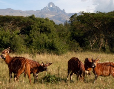 Nukuru-Masi-Mara-Safari
