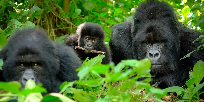 Uganda-wildlife-safari-&-primate-safari