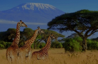 Mt Kilimanjaro a light that lights Amboseli National Park