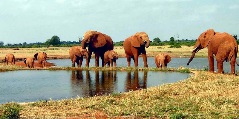 Day trip to tsavo-east