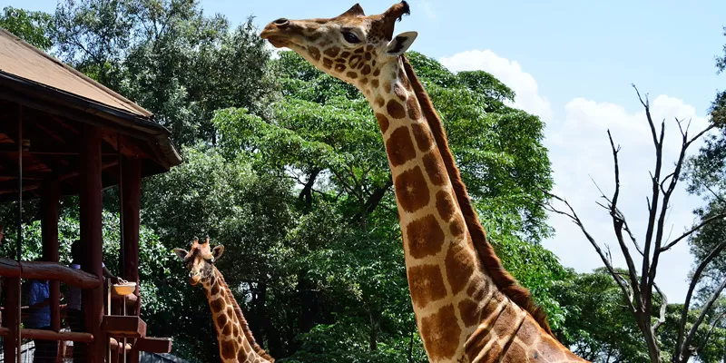 Giraffe Centre safari booking