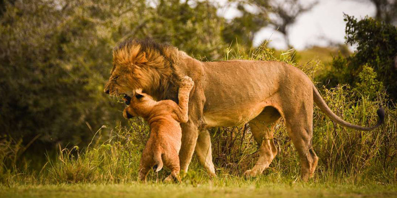 safaris in kenya