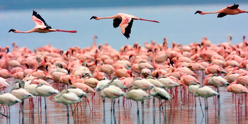 lake-nakuru-national-park