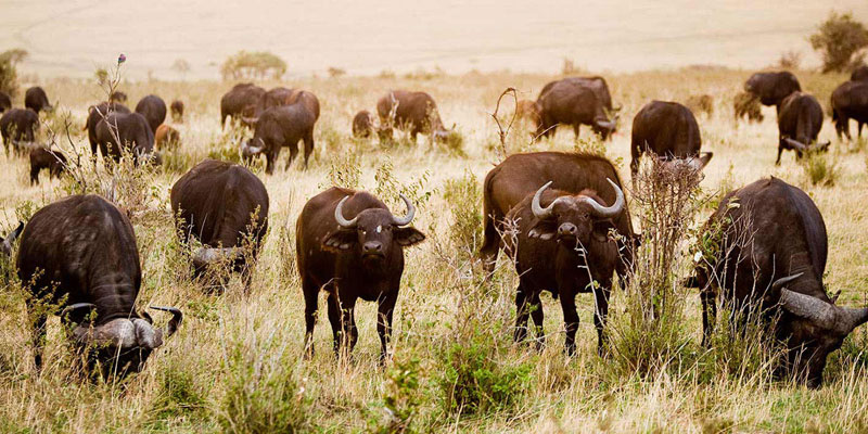 masai mara