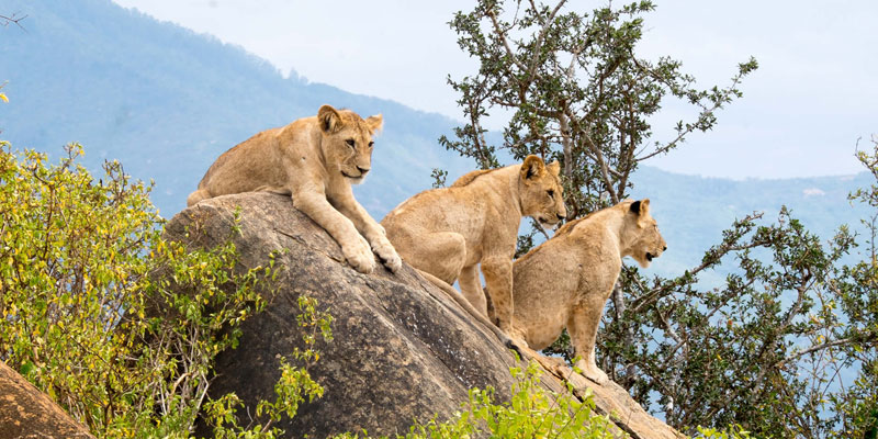 Great Kenya safari tour package