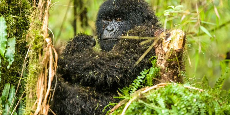 bwindi safari