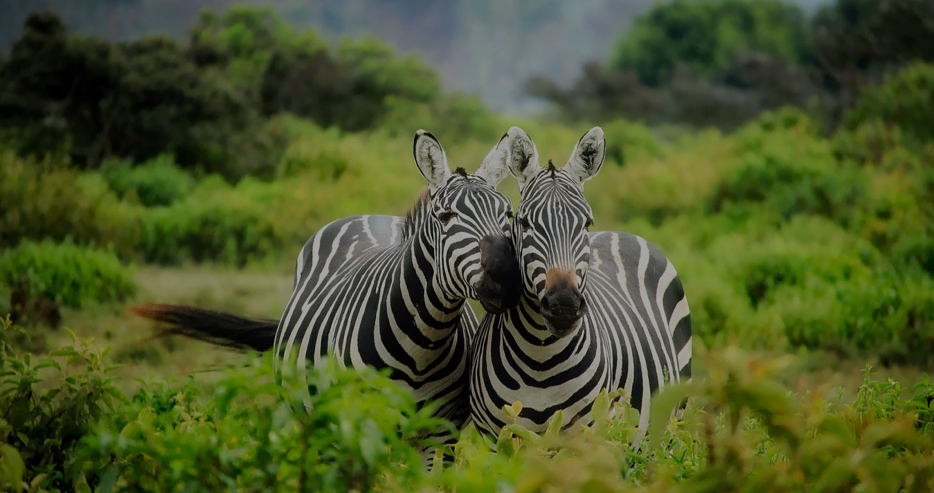 Safaris in Kenya