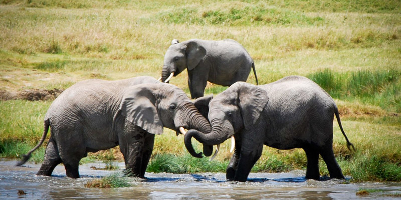 safari in tanzania