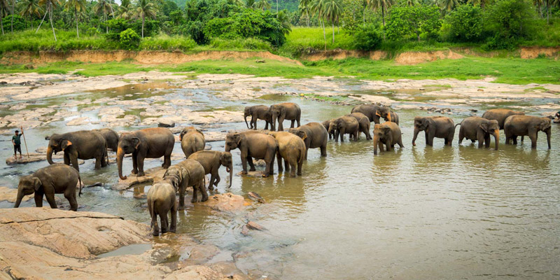 the-elephant-orphanage