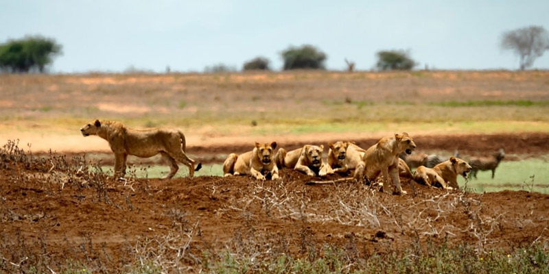 tsavo east national park