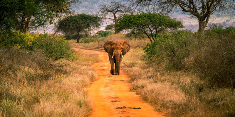 tsavo-east-safari