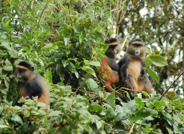 uganda-safaris