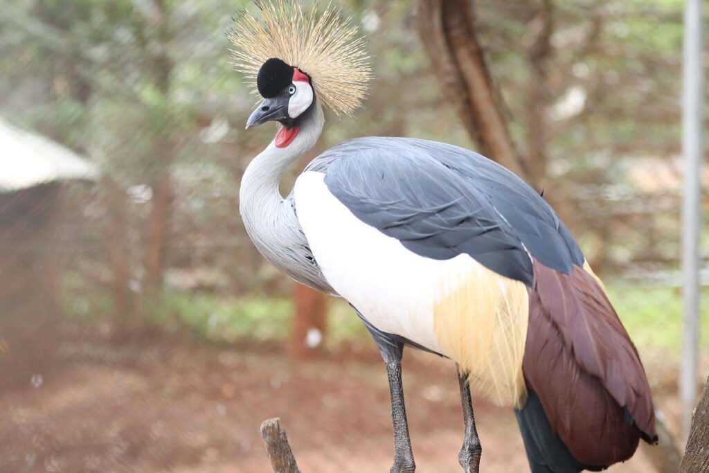 Book safari in Kenya