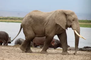 Elephants and hippos 