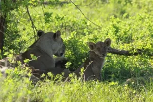 Lions at masai Mara