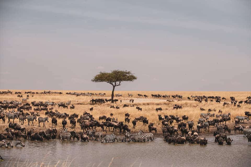 wildebeest migration