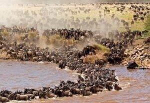 Wildebeest migration crossing mara river