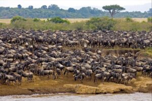 When is best time to see wildebeest migration