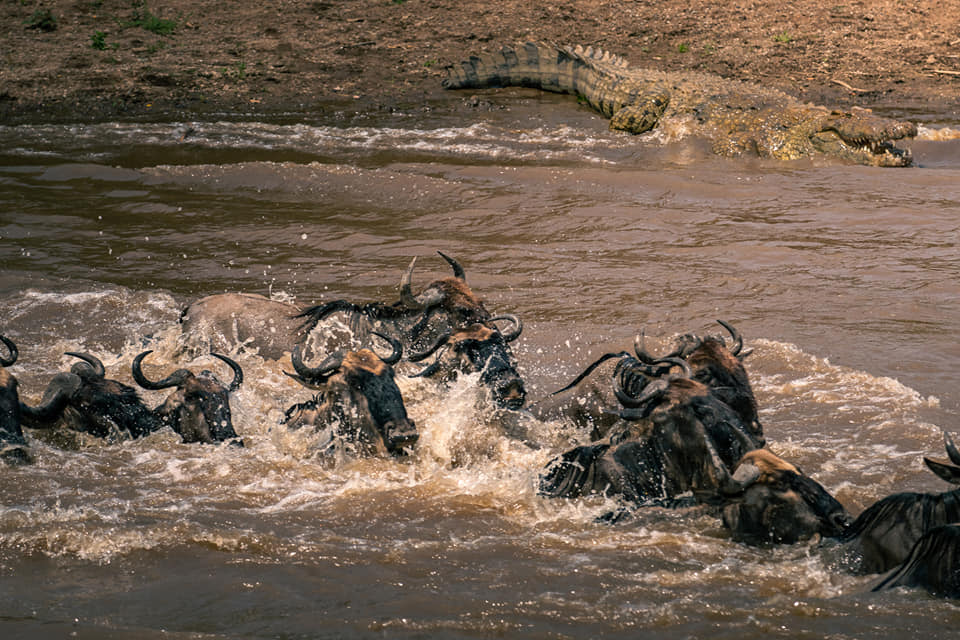 safari destinations in Africa Kenya