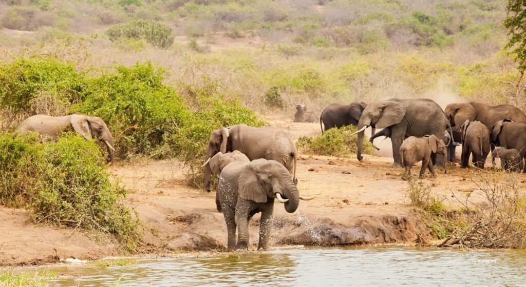 The best time to visit Kenya