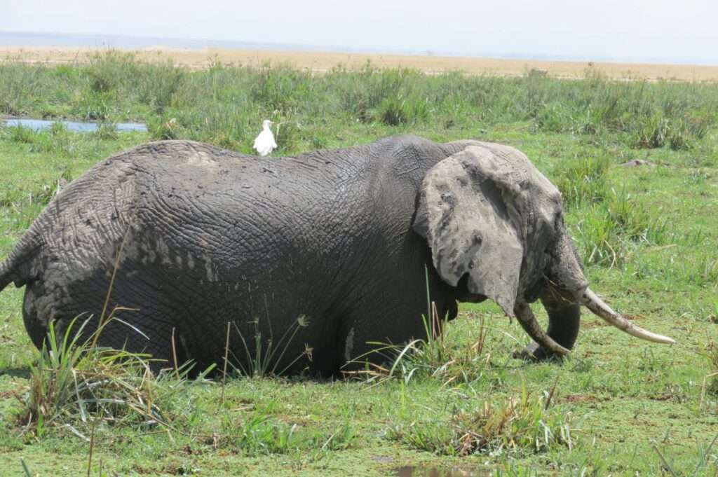 Africa safari and wildlife