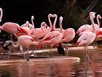 Flamingo Kenya safari