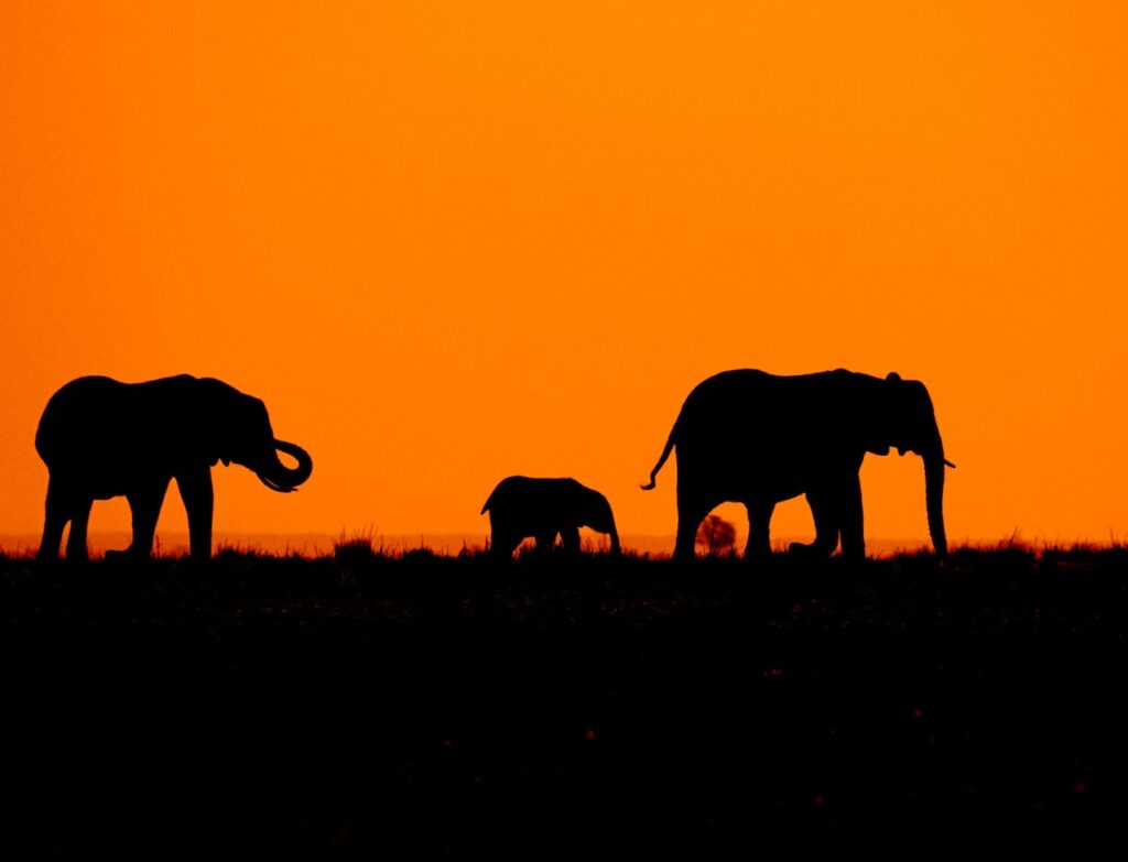 A family of elephants spotted on a safari which is among the best African vacation ideas with kids