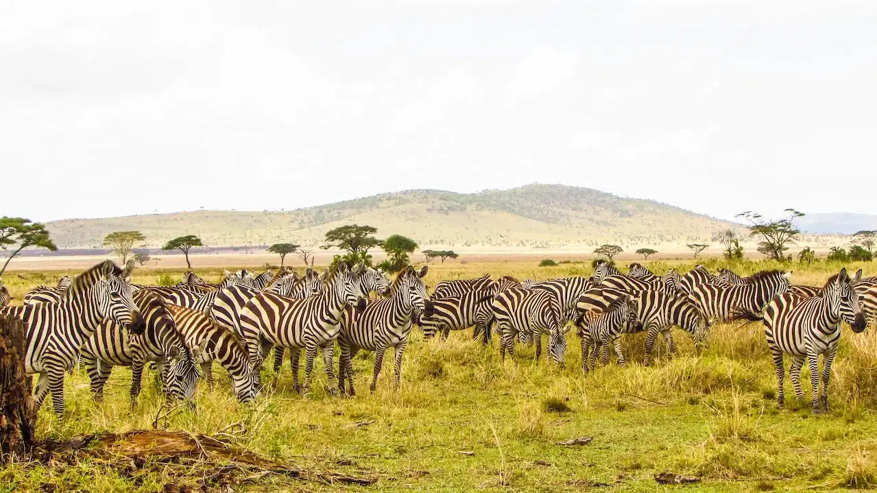 Reasons to Visit Tanzania