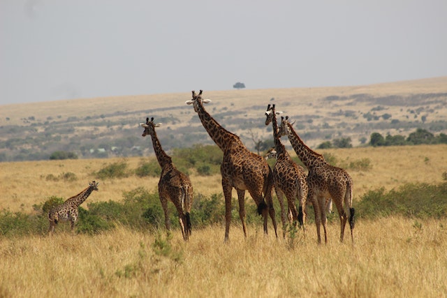 Kenya and Tanzania safaris