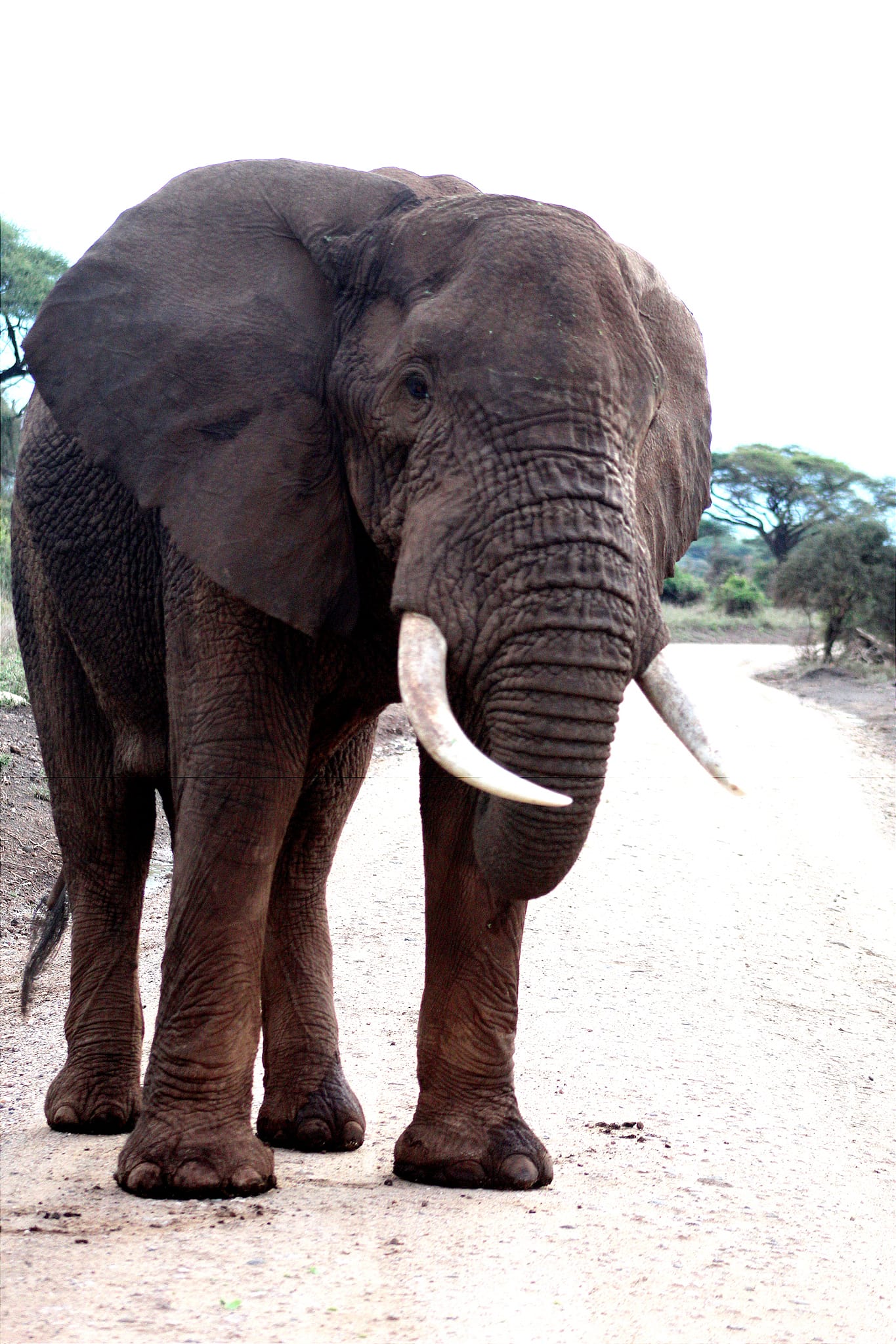 African Elephants