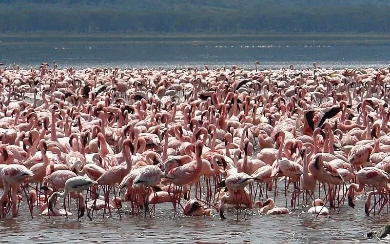 The earlier you plan these trips, the more affordable they'll be. Flamingos at Lake Nakuru National Park.