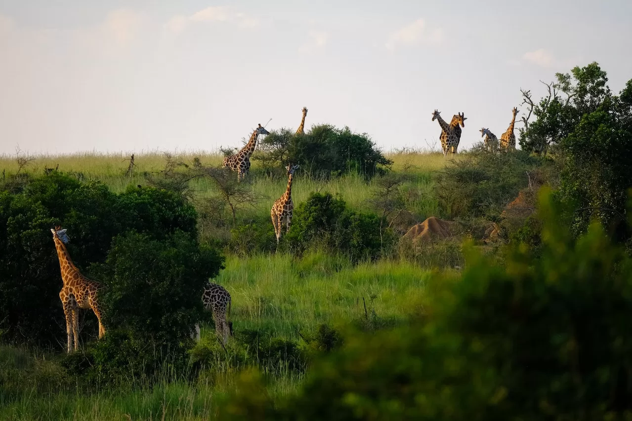 Preserving Africa Wildlife Through Sustainable Tourism