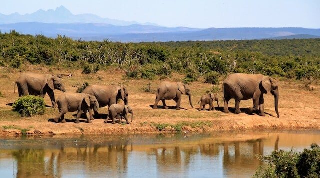 Why a Safari Should be on Your Bucket List