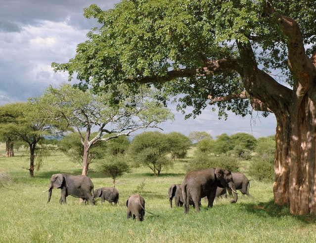 Kenya and Tanzania safaris