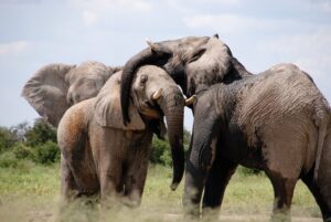 Elephants in the wild