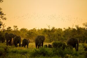 A herd of elephants walking at sunset