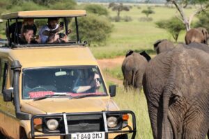 People taking photos of elephants.