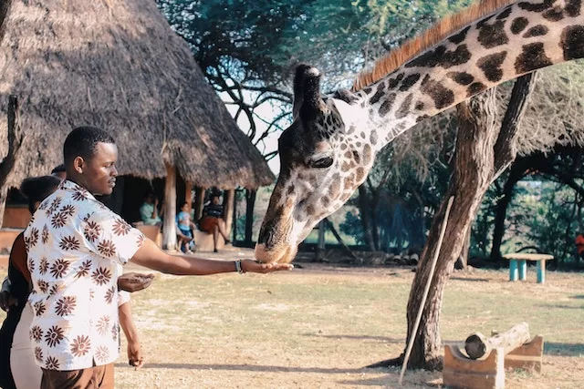 Photography Tips for Your Kenyan Safari