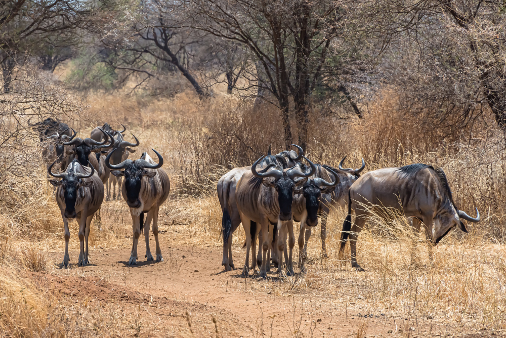 Annual Wildebeest Migration