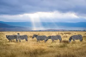 Five zebras on the grass field