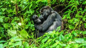 A photo of a gorilla with its cub