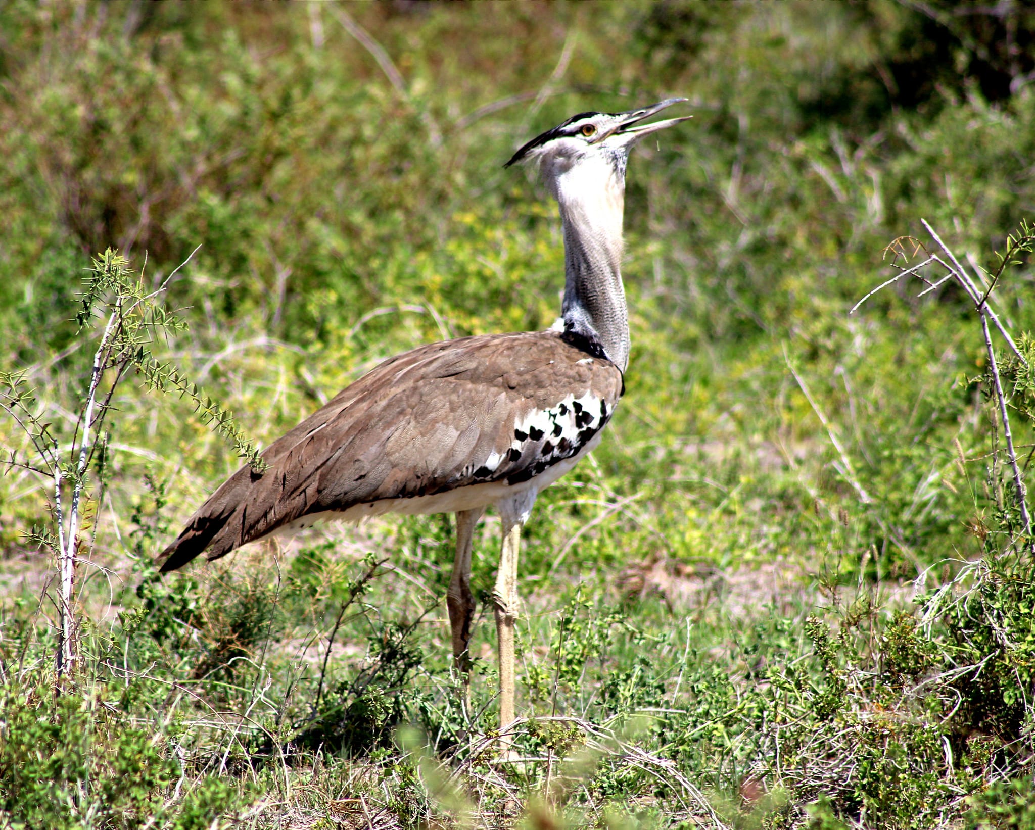 Birdwatching in Kenya