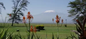 View of Kilimanjaro through flowers from Amboseli national park, Kenya