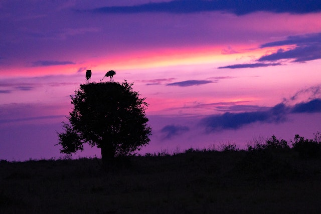 Night safaris in Kenya