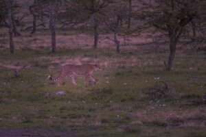 Cheetah walking on the green grass field while the sun goes down