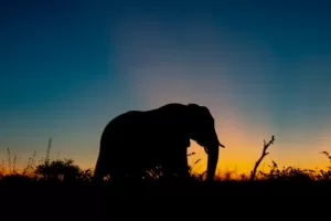 A silhouette of an elephant during the golden hour